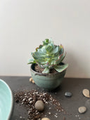 Large Dip Bowl in Echeveria Teal