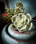 Green succulent plant in a textured pot with a blurred background