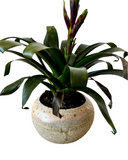 Lichen Planter