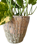 Lichen Carved Planter